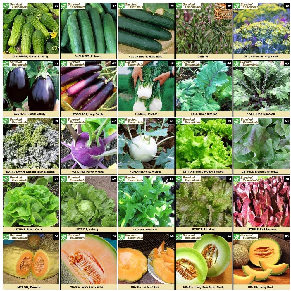 Survival Essentials Seeds Premium Heirloom Seeds Vault - 144 Varieties - Over 23,000 Seeds - Image 3