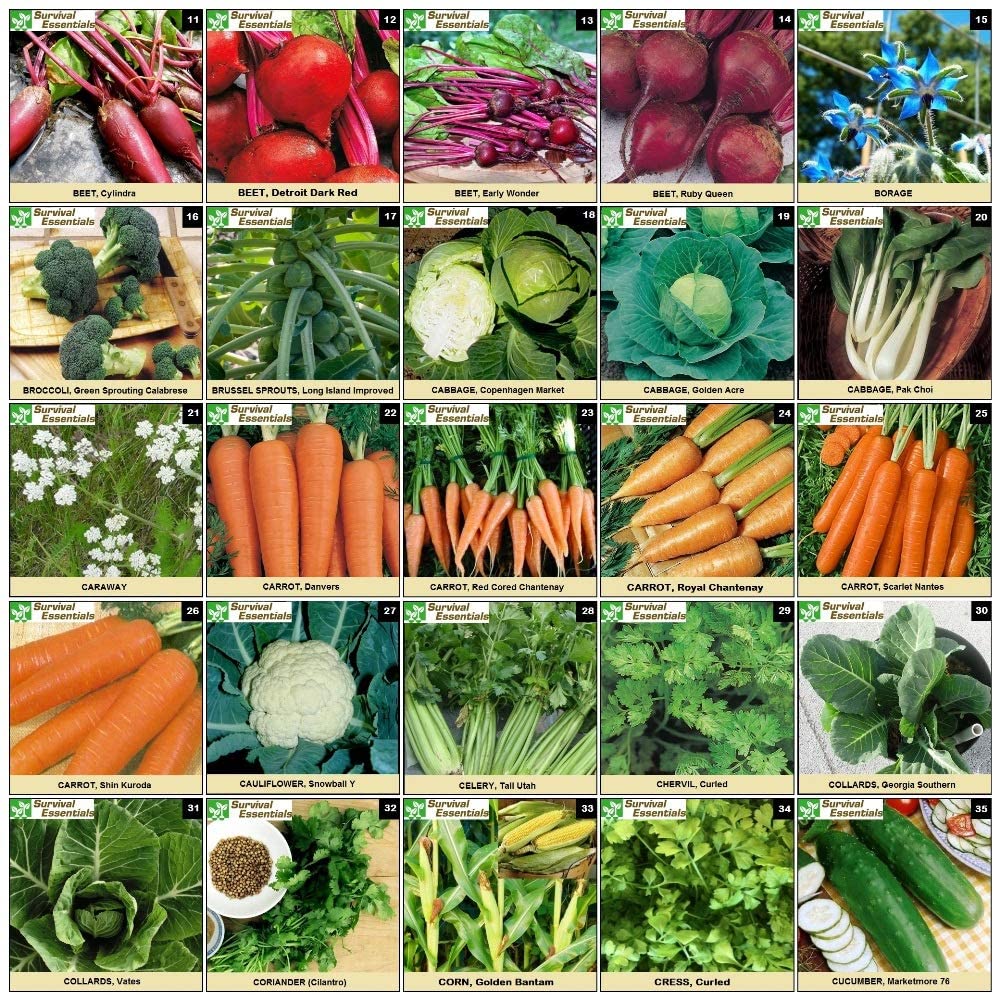 Survival Essentials Seeds Premium Heirloom Seeds Vault - 144 Varieties - Over 23,000 Seeds - Image 6