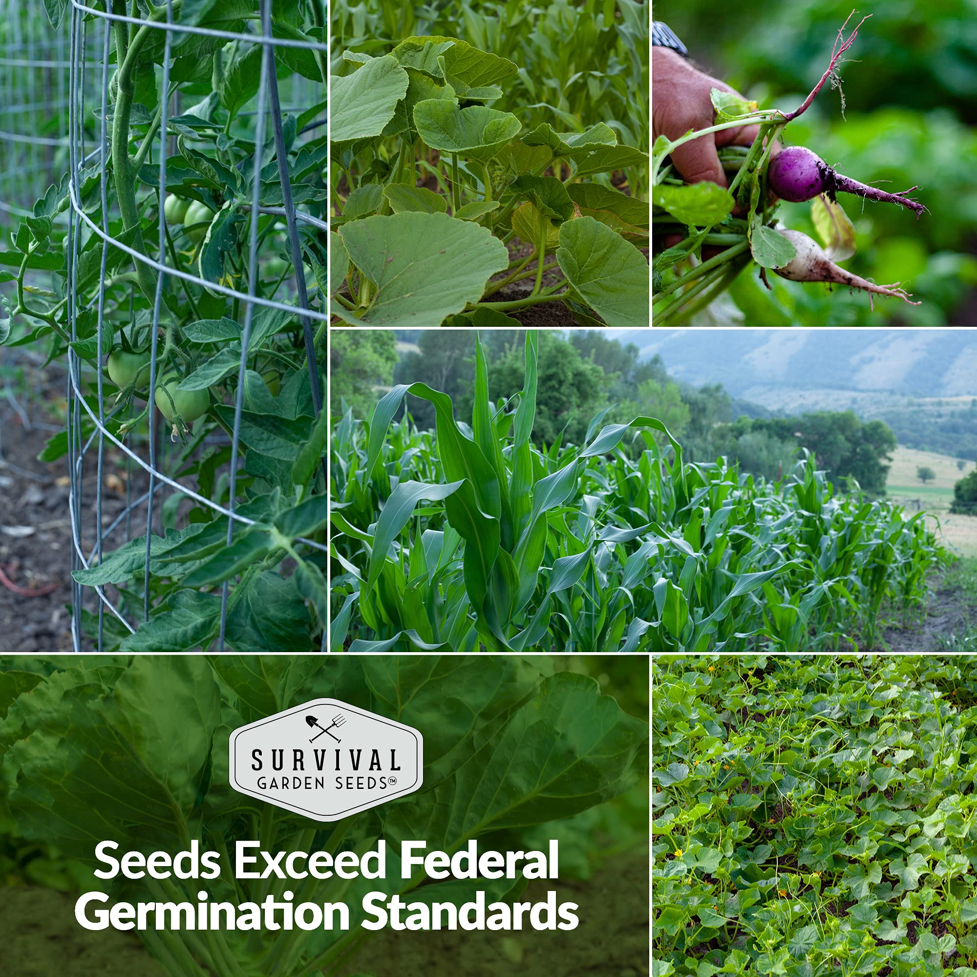 Survival Garden Seeds Home Garden Vegetable, Fruit &amp; Herb Seed Bank Kit - 30 Seed Packs - 18,500+ Non-GMO Heirloom Seeds - Image 4