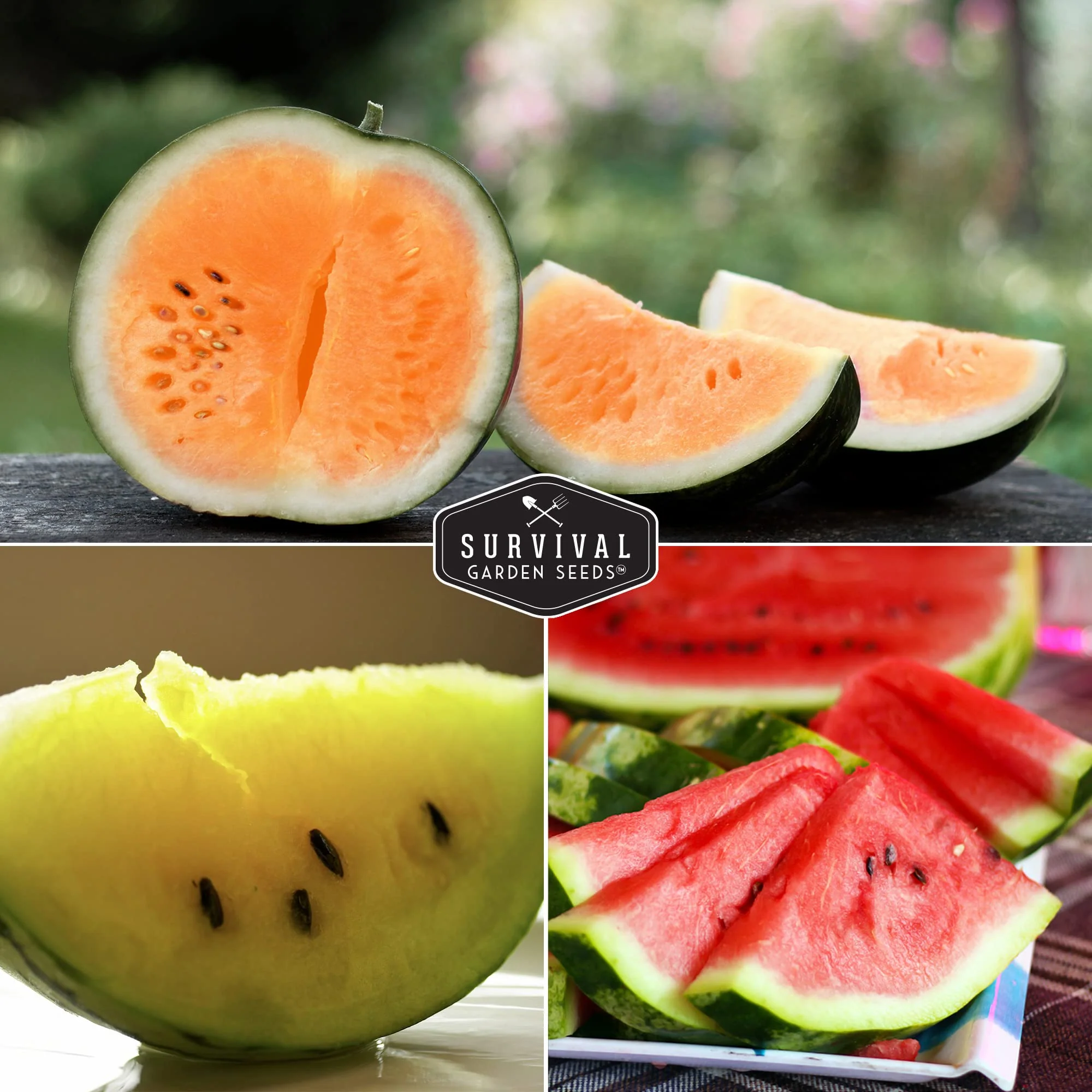 Survival Garden Seeds, Tri-Color Watermelon Seeds Collection (3 Pack) - Image 4