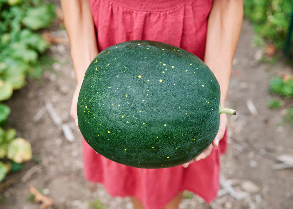 The Explorer : Rooted in America - Seed Collection - Image 10