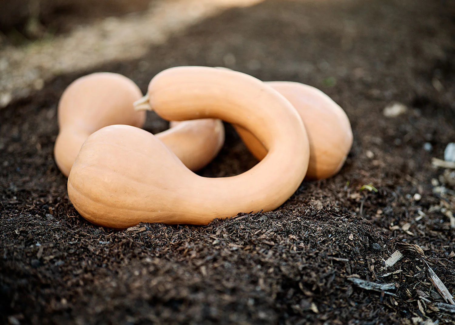 The Explorer : Rooted in America - Seed Collection - Image 8