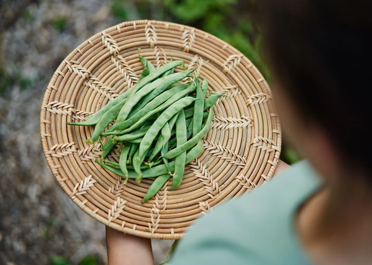 The Explorer : Rooted in America - Seed Collection - Image 9
