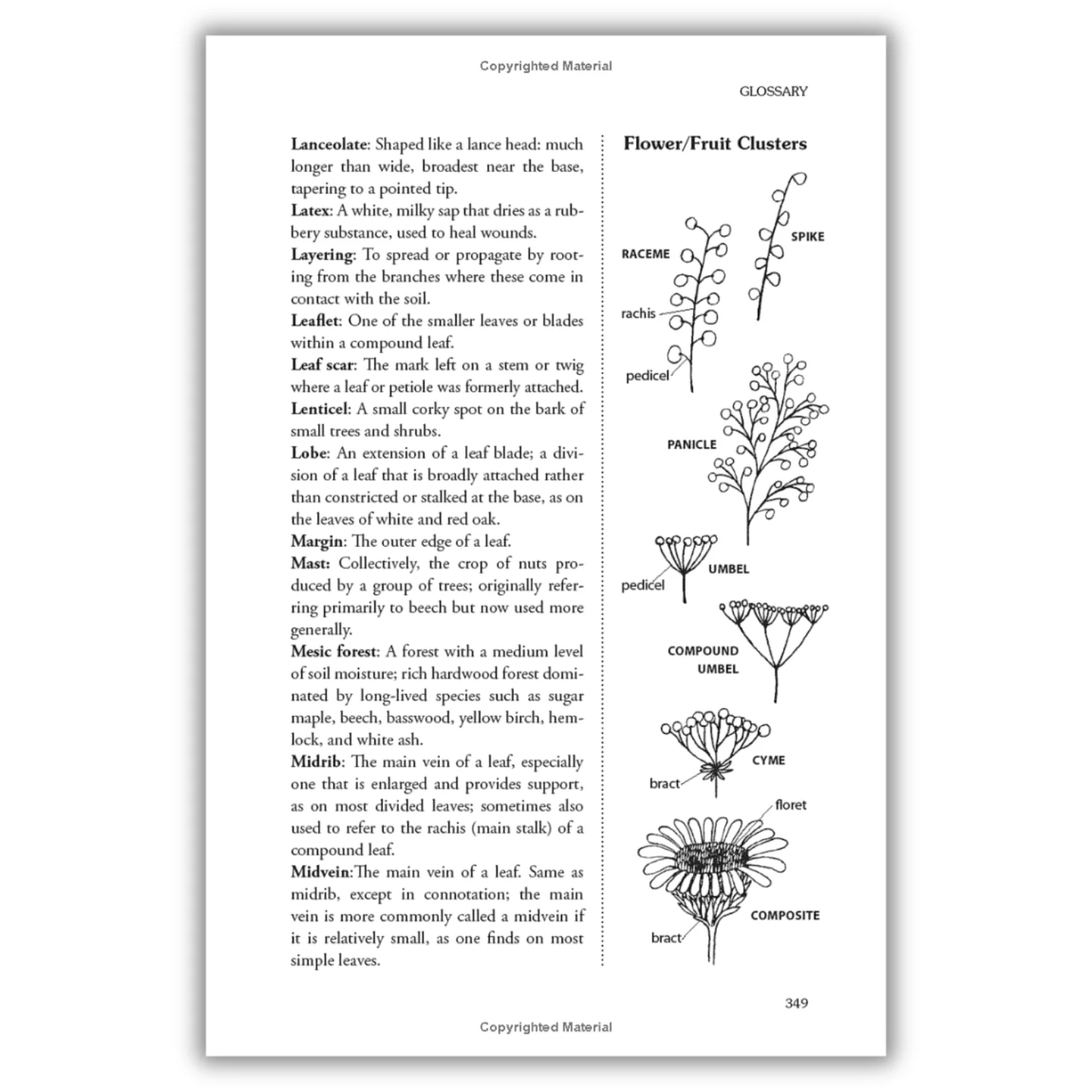 The Forager's Harvest: A Guide to Identifying, Harvesting, and Preparing Edible Wild Plants (Spiral Bound) - Image 4