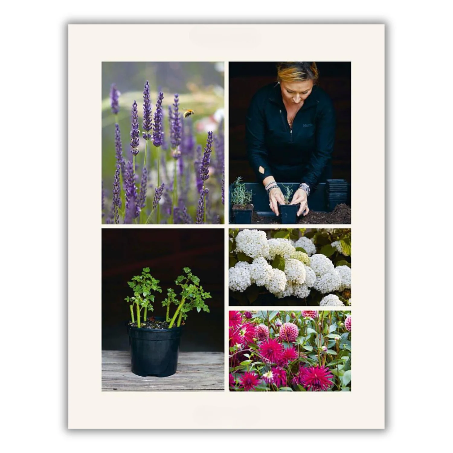 The Money-Saving Gardener (Spiral Bound) - Image 5