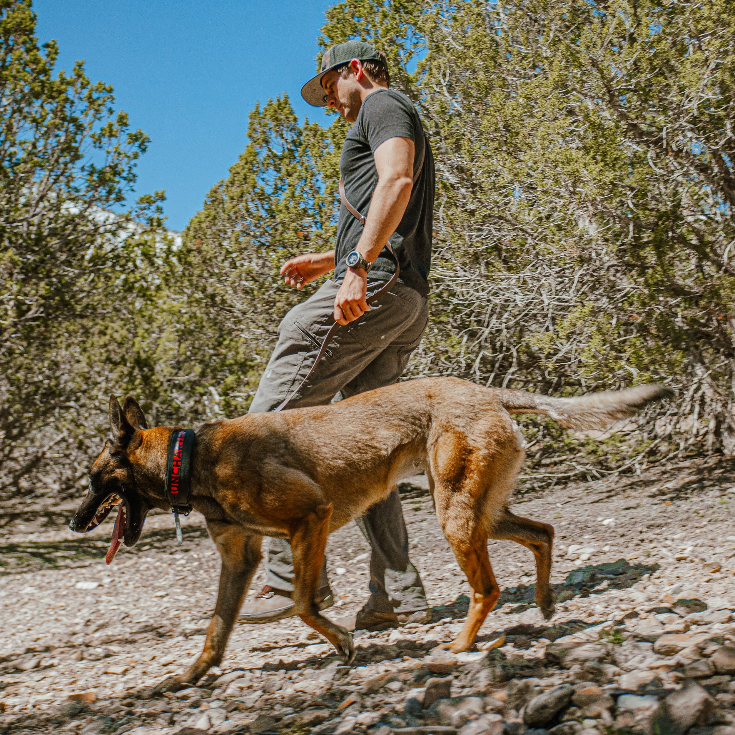The Wolf Pack - Image 6